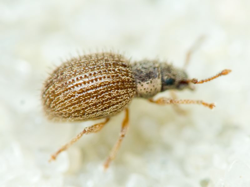 Curculionidae Latreille, 1802